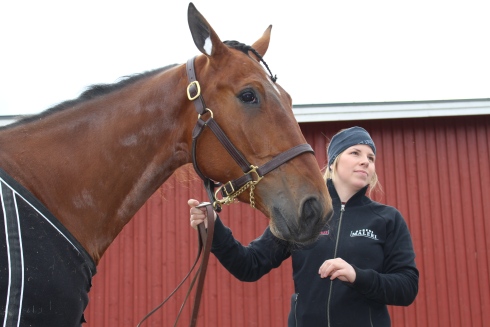 Sandra Erikssons Swagger tog sin tionde årsseger på torsdagskvällen. Foto av Mikael Wikner/TR Bild